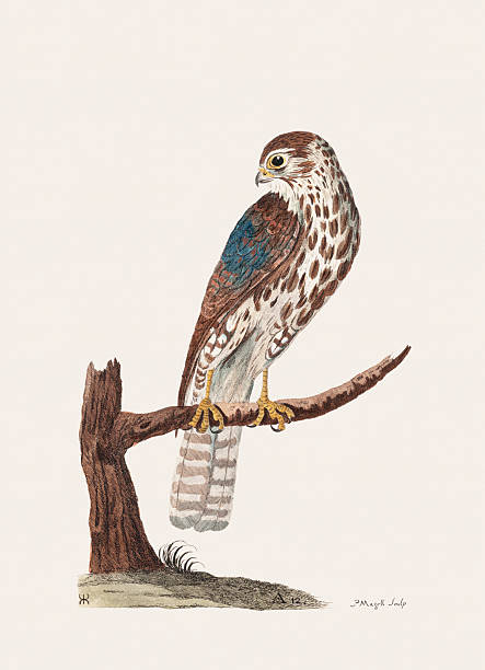 Antique bird illustration. Hand-colored engraving from an 18th-century book on British birds. United Kingdom, circa 1770.