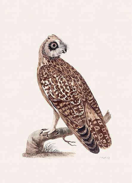 istock Antique bird illustration. Hand-colored engraving, circa 1770. 2213880264