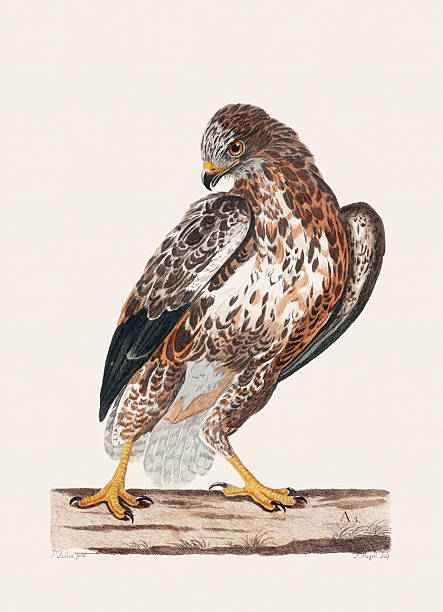 Antique bird illustration. Hand-colored engraving from an 18th-century book on British birds. United Kingdom, circa 1770.