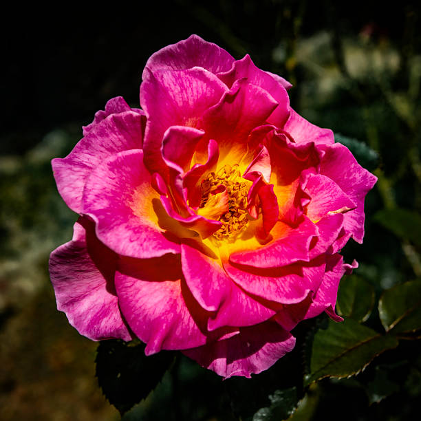 Rose, mostly pink in color with yellow center, close up, square format, dark background.