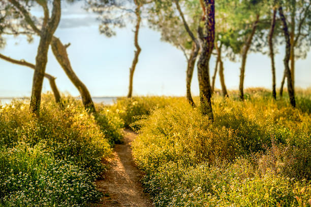 path among pine trees and spring flowers at sunset