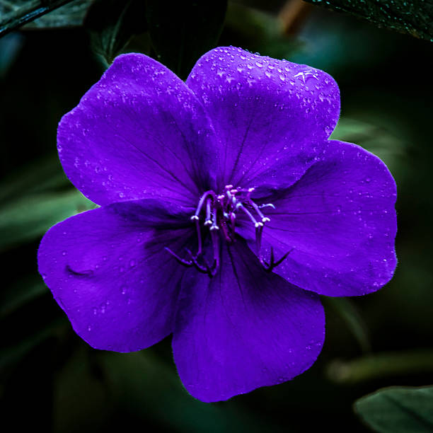 Purple princess flower, closeup, square format, single flower, dark background, raindrops on petals.