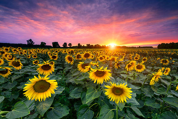 istock Beautiful sunset over sunflower field 2213880813