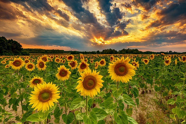 istock Beautiful sunset over sunflower field 2213880893