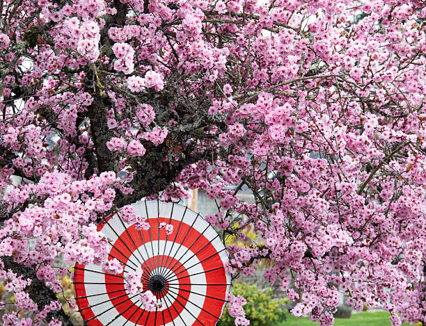 Canada  Victoria Vancouver island. cherry blossoms and a japanese paper umbrella