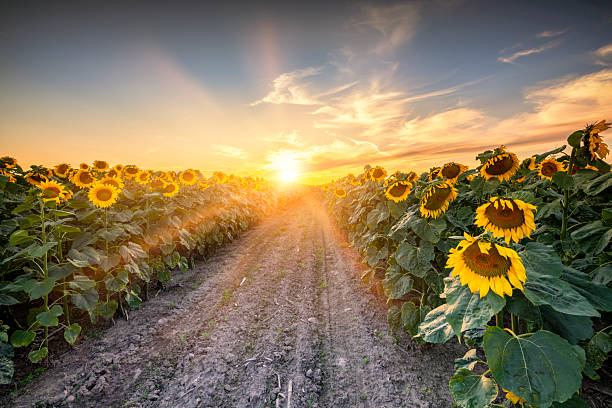 istock Beautiful sunset over sunflower field 2213881386