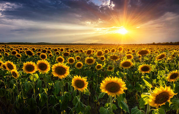 istock Beautiful sunset over sunflower field 2213881389