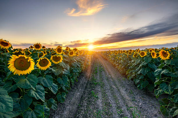 istock Beautiful sunset over sunflower field 2213881556