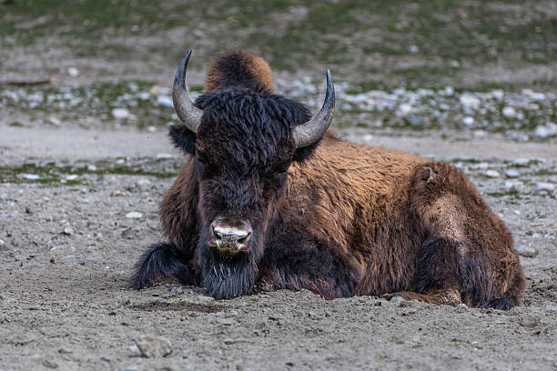 istock American buffalo known as bison, Bos bison in a german park 2213881679