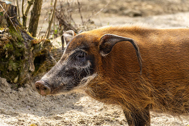 Red river hog, Potamochoerus porcus, also known as the bush pig. This pig has an acute sense of smell to locate food underground.