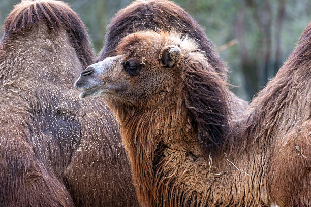 istock Bactrian camel, Camelus bactrianus in a german park 2213881714