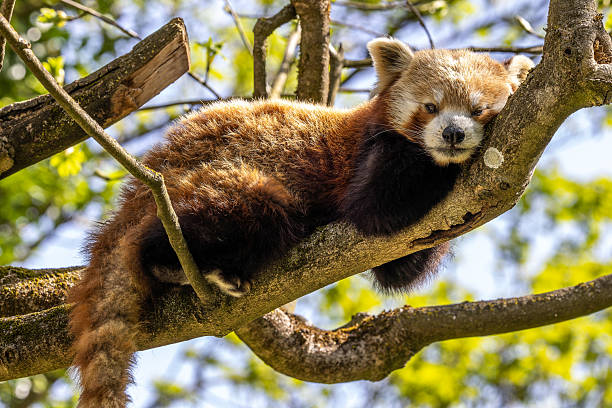 istock The red panda, Ailurus fulgens, also called the lesser panda. 2213882650