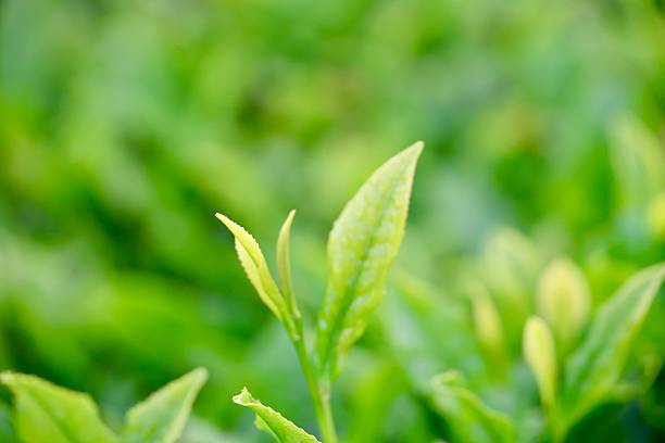 お茶の新芽が雨に濡れてみずみずしい様子を撮影しました。