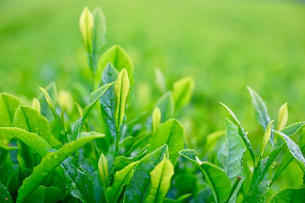 istock Tea leaves wet with rain 2213882827