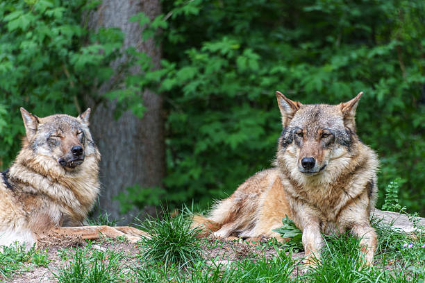 istock European Grey Wolf, Canis lupus in a german park 2213883164