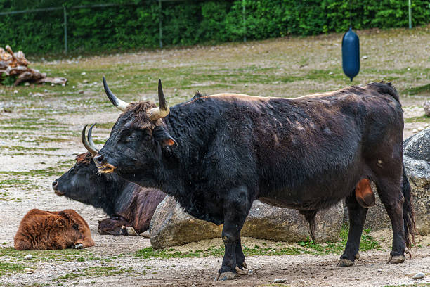istock Heck cattle, Bos primigenius taurus or aurochs in a German park 2213883313