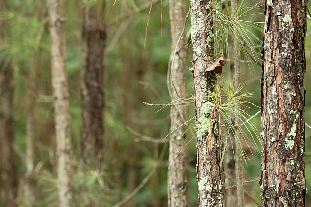 Southern state freshwater wetland forest on a on a sunny day in summer (July). The image was captured in Big Creek, Forsyth, (near Cumming) in Georgia (USA) with a full frame mirrorless digital camera and a sharp telephoto lens, resulting in large clean files and images with shallow depth-of-field. The image is part of a large series of Georgia wetland at different seasons.