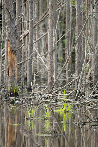 istock Southern state wetland on a sunny day in summer 2213885217
