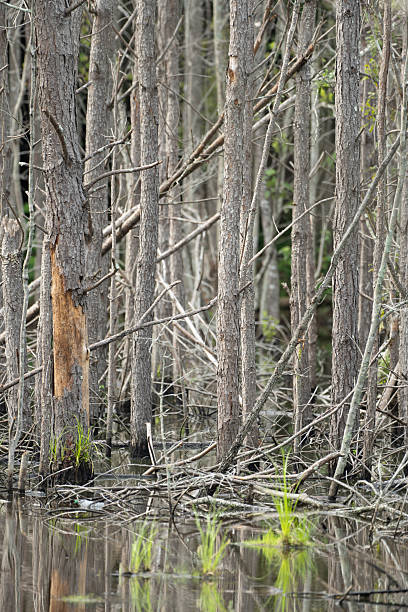 istock Southern state wetland on a sunny day in summer 2213885459