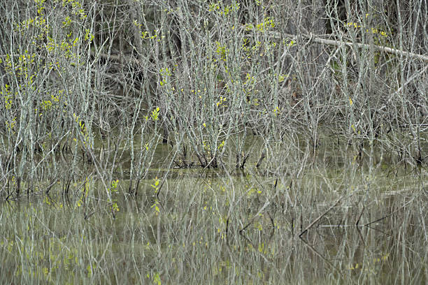 Southern state freshwater wetland forest on a on a sunny day in summer (July). The image was captured in Big Creek, Forsyth, (near Cumming) in Georgia (USA) with a full frame mirrorless digital camera and a sharp telephoto lens, resulting in large clean files and images with shallow depth-of-field. The image is part of a large series of Georgia wetland at different seasons.