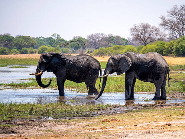 istock Two elephants (Loxodonta africana) enjoy the cooling mud fountain from their trunks. What joy! 2213887740