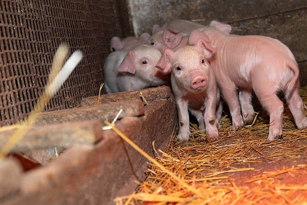 istock Curious Piglets Delightfully Exploring Their Barn Environment Full of Exciting Discoveries 2213888272