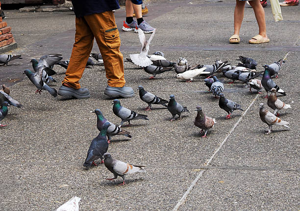 Flock of sparrows and a city pigeon pecking at scattered breadcrumbs on patterned paving slabs in Madrid, Spain — urban birds feeding on pavement in daylight survival scene