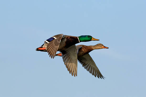 couple of mallard duck flying