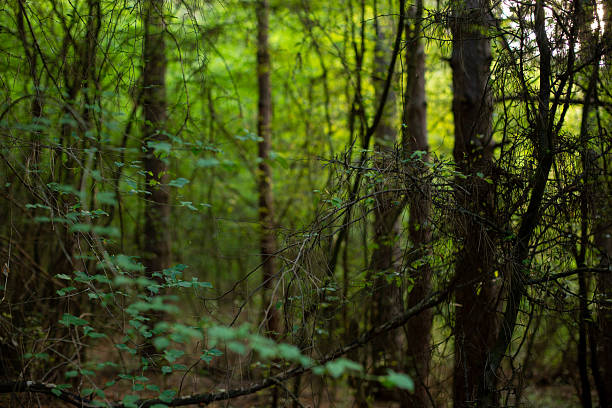 Sunlight filters through the dense canopy, illuminating the vibrant green leaves and creating a tranquil atmosphere in the heart of the forest