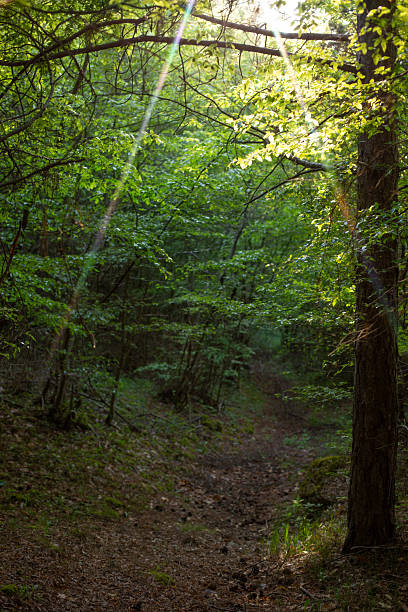 Sunbeams are filtering through the trees in a lush green forest, creating a magical atmosphere