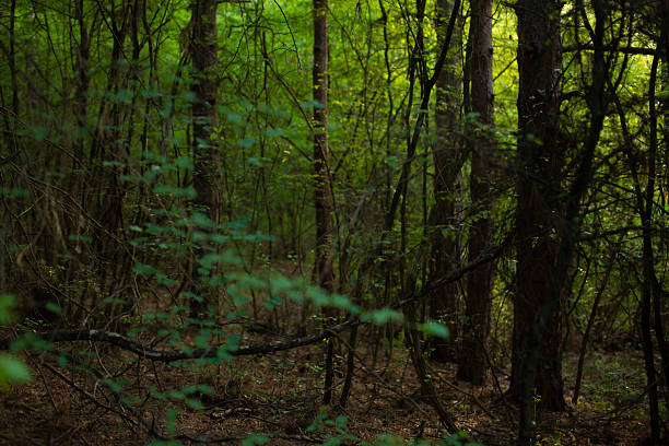 Sunlight filters through the dense canopy, creating a mosaic of light and shadow on the forest floor