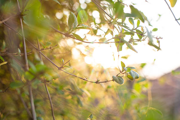 istock Sunlight shining through fresh green leaves on a branch 2213891553