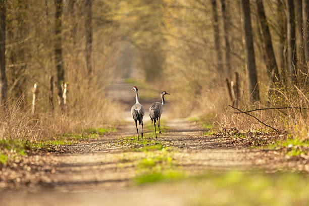 Two cranes are walking along a road through the forest, sprind day, Nowiny, Poland