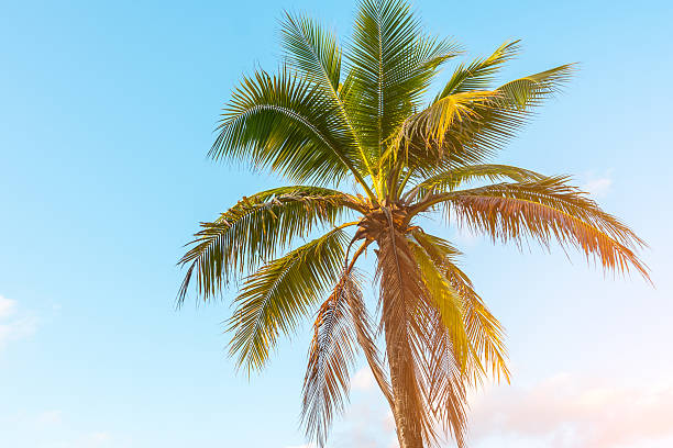 istock Majestic palm tree swaying gently under a clear blue sky at sunset on a tropical paradise 2213894255