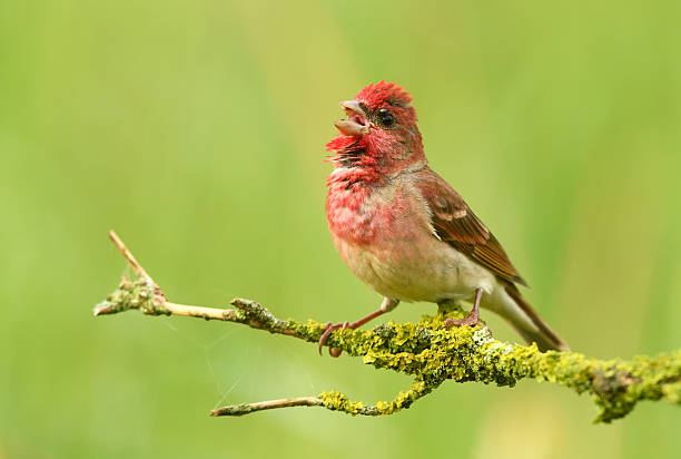 istock Common rosefinch ( carpodacus erythrinus ) male 2213895075