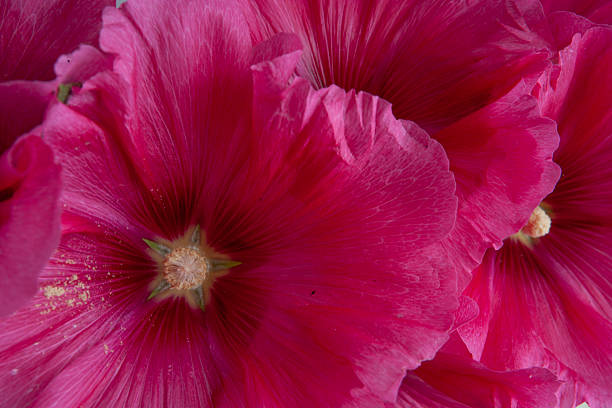 istock Red roses in summer. 2213897348