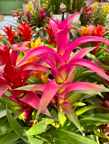 istock Guzmania Bromelia flowers. 2213897869