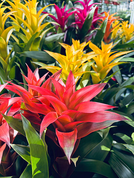 istock Guzmania Bromelia flowers. 2213897886