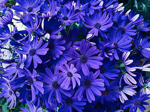 istock Cineraria flowers. 2213897933