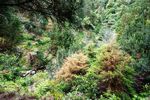 Lush Sao Miguel forest in spring in Azores Portugal
