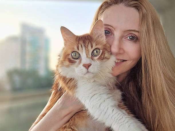 istock Red Siberian cat portrait with its human behind it 2213898833