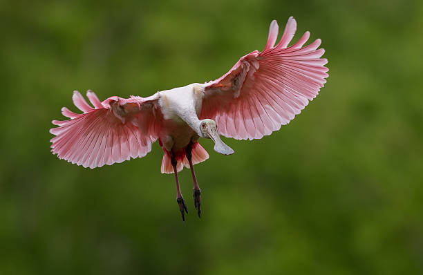 istock Roseate Spoonbill in Florida 2213899821
