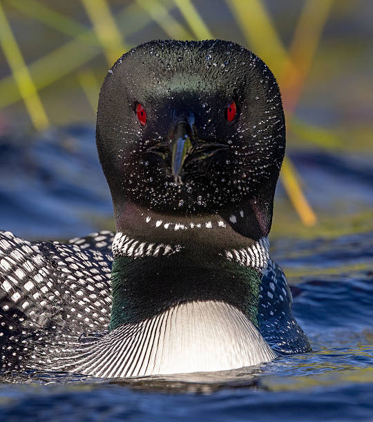 istock Common Loon in Maine 2213899984