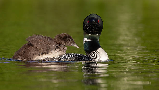 istock Common Loon in Maine 2213899987