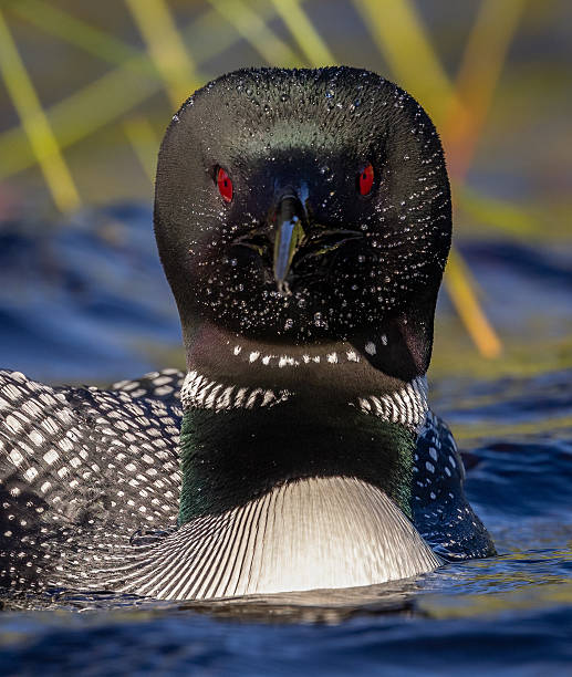 istock Common Loon in Maine 2213900058