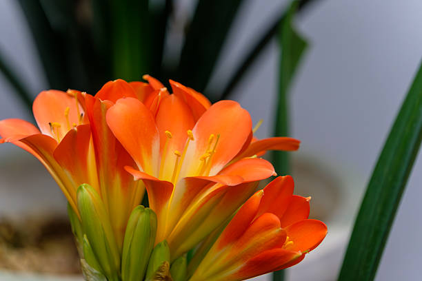 A close-up captures the brilliant orange and yellow petals of a clivia flower in full bloom, surrounded by green buds and leaves.