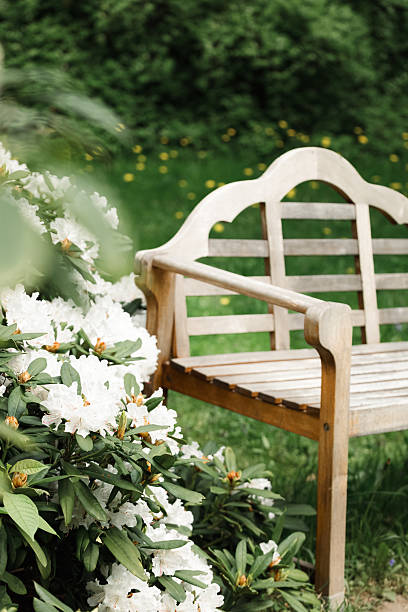 istock white rhododendron blooming in park bench 2213901247