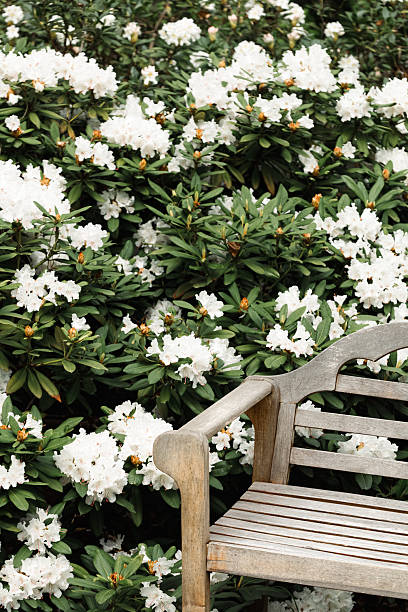 white rhododendron blooming in park bench