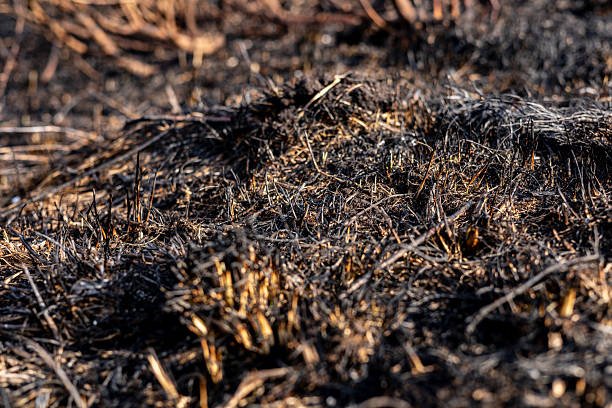 istock Burnt landscape reveals charred soil and ash after a recent wildfire impacted the forest, highlighting the recovery challenges ahead 2213902125
