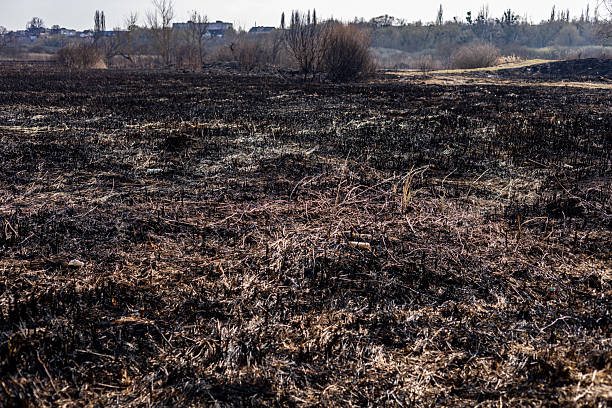 istock Charred ground reveals devastation from recent wildfire, with sparse vegetation struggling to regrow amidst barren, blackened terrain 2213902140